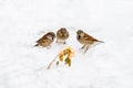 Hungry sparrows eat bread in the snow, three sparrows gathered to eat in nature Royalty Free Stock Photo