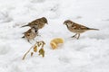 Hungry sparrows eat bread in the snow, three sparrows gathered to eat in nature Royalty Free Stock Photo