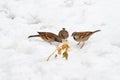 Hungry sparrows eat bread in the snow, three sparrows gathered to eat in nature Royalty Free Stock Photo