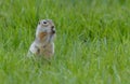 Hungry speckled ground squirrel or spotted souslik feeds on green plant parts in summer season Royalty Free Stock Photo