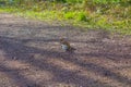 Hungry squirell