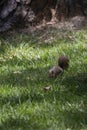 Hungry Squirrel Digging Royalty Free Stock Photo