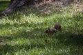 Hungry Squirrel Digging Royalty Free Stock Photo