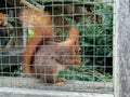 Hungry Squirrel eating different fruit in zoo