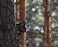 Hungry squirrel Royalty Free Stock Photo