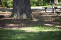 Hungry Squirrel in a Park Royalty Free Stock Photo