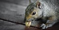 Hungry squirrel tries to dislodge a stuck peanut