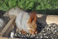 Hungry squirrel Royalty Free Stock Photo