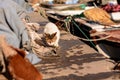 Hungry stray cat eats the caught sea fish Royalty Free Stock Photo