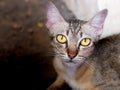 Hungry Stray Cat Looks Like The Devil Looking for Food