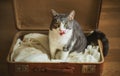 A hungry stray cat sits on an old battered brown suitcase and waits to be taken home