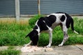 Hungry stray dog is eating some giving rice food