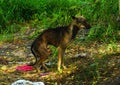 Hungry stray dog homeless