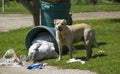 Hungry Stray Dog Looking For Food Royalty Free Stock Photo