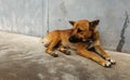 Hungry stray dog wait someone give food on dirty ground beside old wall