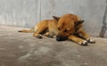 Hungry stray dog wait someone give food on dirty ground beside old wall