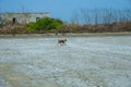 Brown Stray dog walking on the salt farm