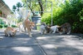 Hungry street cats eating Royalty Free Stock Photo