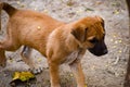 A hungry street dog puppy begging for food. Homeless mongrel puppy dog waiting for a new owner Royalty Free Stock Photo