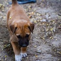 A hungry street dog puppy begging for food. Homeless mongrel puppy dog waiting for a new owner Royalty Free Stock Photo