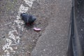 A hungry street gray pigeon pecks a pink donut on an asphalt road next to a car wheel.