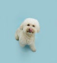 Hungry summer puppy dog. Poodle looking up and licking its lips with tongue. Isolated on blue pastel background