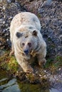 Hungry Syrian Brownbear Royalty Free Stock Photo