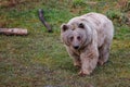 Hungry Syrian Brownbear Royalty Free Stock Photo