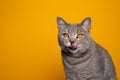 hungry tabby british shorthair cat licking lips on yellow background