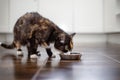 Hungry tabby cat eating from bowl at home