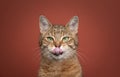 hungry tabby cat licking lips looking at camera