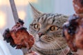 Hungry tabby cat looks at meat.