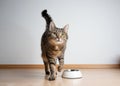 hungry tabby cat next to empty feeding bowl waiting for pet food