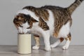 Hungry tabby cat sniffing on cat food in a aluminum can.