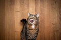 Hungry tabby cat on wooden background licking lips