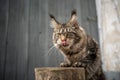 hungry tabby maine coon cat licking lips