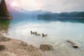 Hungry tamed duck on blue water level. Mountain lake