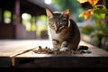 Hungry Thai cat eating. Generate Ai Royalty Free Stock Photo