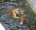 Hungry tiger gnaws on a log Royalty Free Stock Photo