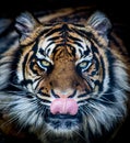 Hungry tiger Royalty Free Stock Photo