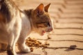 Stray cat eating food on the street. Pet protection concept Royalty Free Stock Photo