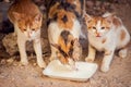 Stray cats eating food on the street. Pet protection concept Royalty Free Stock Photo