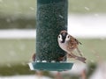 Hungry tree sparrow Royalty Free Stock Photo