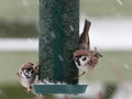 Hungry tree sparrows Royalty Free Stock Photo