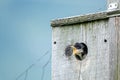 Hungry Tree Swallow Chick Wants Breakfast Royalty Free Stock Photo