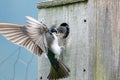 Hungry Tree Swallow Chick Wants Breakfast Royalty Free Stock Photo