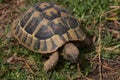 Hungry turtle eating lettuce Royalty Free Stock Photo