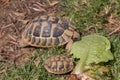 Hungry turtle eating lettuce Royalty Free Stock Photo