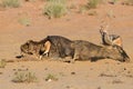 Hungry Two Black Backed Jackal Eating On A Hollow Carcass In The