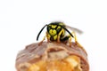 Hungry wasp Royalty Free Stock Photo
